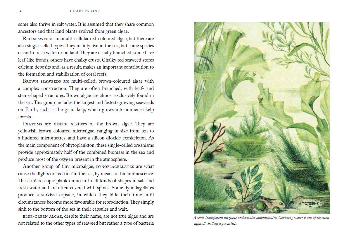 Miek Zwamborn: The Seaweed Collector's Handbook